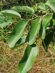 Annona senegalensis senegalensis
