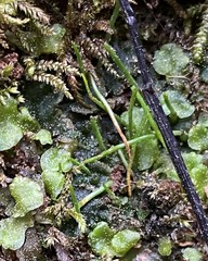 Phaeoceros carolinianus