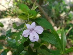 Barleria gueinzii