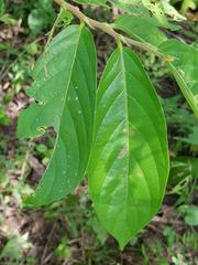 Bridelia micrantha