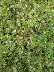 Glinus oppositifolius