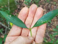 Coptosperma supra-axillare