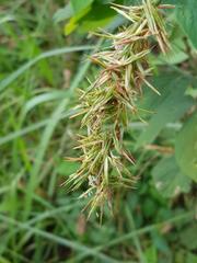 Cymbopogon nardus