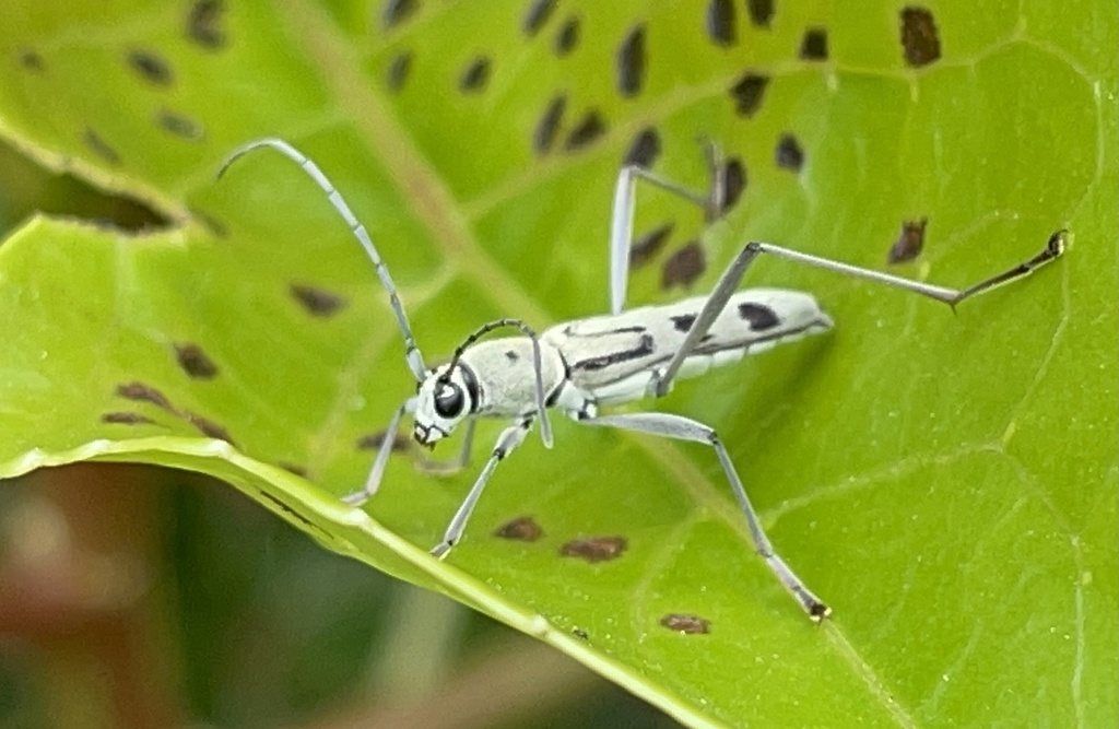 Rhaphuma virens