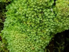 Hypodontium