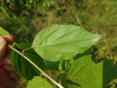 Itea rhamnoides