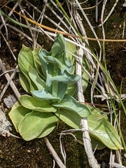 Blackstonia perfoliata