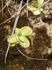 Blackstonia perfoliata