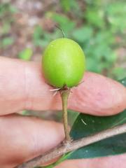 Mimusops obtusifolia