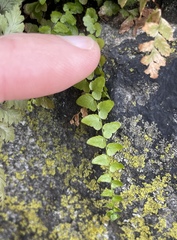 Asplenium platyneuron