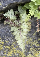 Athyrium niponicum