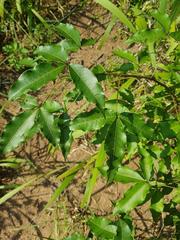 Searsia transvaalensis