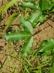 Searsia transvaalensis