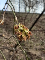 Acer negundo