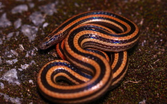 Sinomicrurus boettgeri