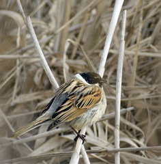 Emberiza schoeniclus