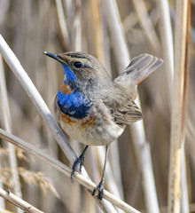 Luscinia svecica