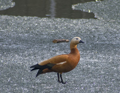 Tadorna ferruginea