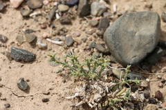 Anabasis brevifolia