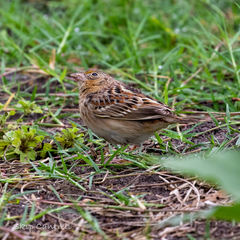 Ammodramus savannarum