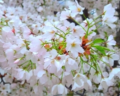 Prunus