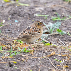 Ammodramus savannarum