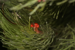 Adenanthos sericeus