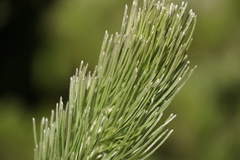Adenanthos sericeus