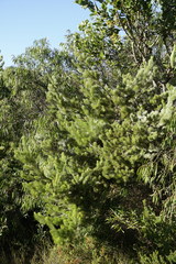 Adenanthos sericeus