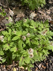 Tiarella cordifolia