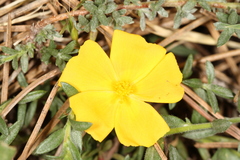 Fumana arabica
