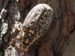 Polyphylla