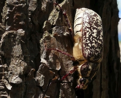 Polyphylla