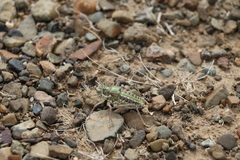 Bradyporinae