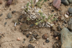 Anabasis brevifolia