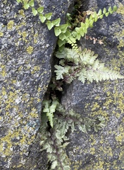 Asplenium platyneuron