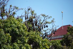 Pteropus conspicillatus