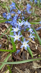 Scilla
