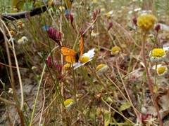 Lycaena ottomanus