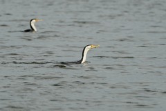 Phalacrocorax varius hypoleucos