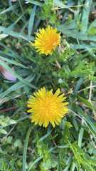 Taraxacum officinale