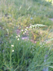 Reseda virgata