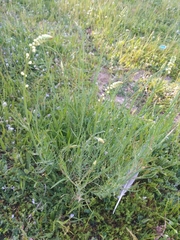 Reseda virgata