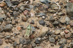 Bradyporinae