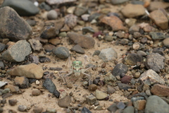 Bradyporinae