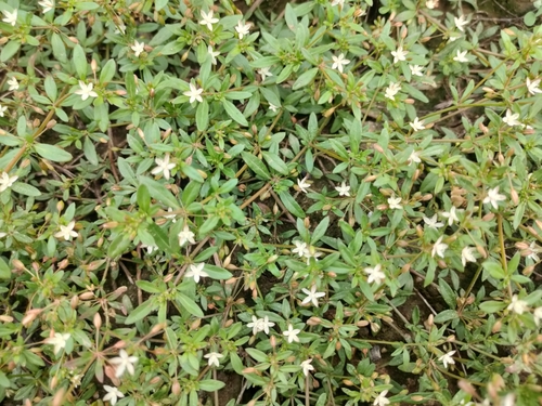 Image of Slender Carpet-Weed (Glinus oppositifolius) by (c) Rongrong Angkaew, some rights reserved (CC BY)