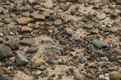 Bradyporinae