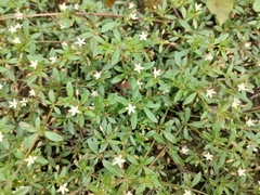 Glinus oppositifolius