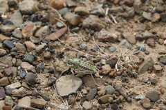 Bradyporinae