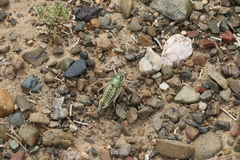 Bradyporinae